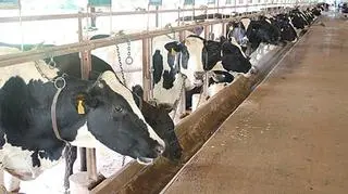  W wyniku konsultacji społecznych zmienią się dopłaty do krów, bydła, owiec i kóz