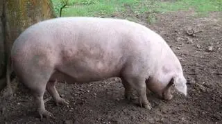 Choroba ASF nie jest groźna dla ludzi