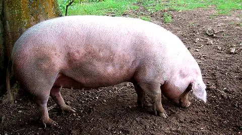 Rosjanie ograniczą embargo na wieprzowinę?