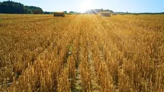 W Rosji zbiory zbóż niższe niż rok temu