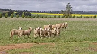Hodowcy owiec z Podhala chcą interwencyjnego skupu jagniąt