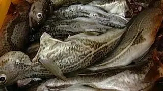 Rybacy wypłyną łowić dorsza