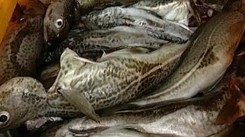 Polscy rybacy mimo zakazu będą łowić dorsza