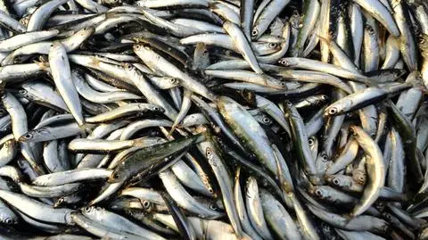 Rosja rozszerza embargo na ryby z Polski. "To element gry politycznej"