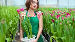 praca tulipna tulipany kwiaty holandia shutterstock_395510758.jpg