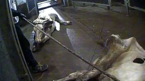 Minister rolnictwa odniósł się do materiału "Superwizjera" TVN o chorym bydle