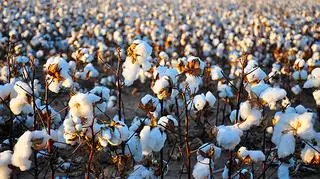 Rynek bawełny w Egpicie przeżywa ciężki czas