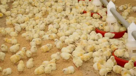 W Unii rośnie produkcja drobiu. Najwięcej w Polsce