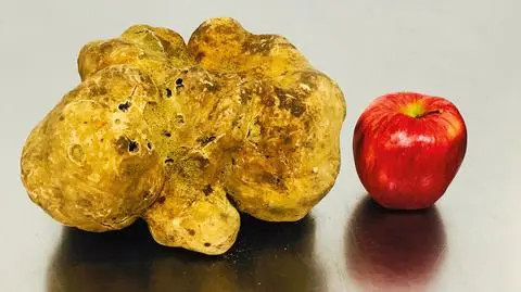 Gigantyczna trufla sprzedana na aukcji w Nowym Jorku