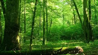 LP: dla bezpieczeństwa w Puszczy Białowieskiej wycięto 7 tys. drzew