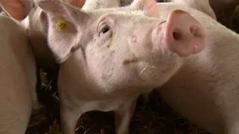 Afrykański pomór świń. Prokuratura poszerza śledztwo