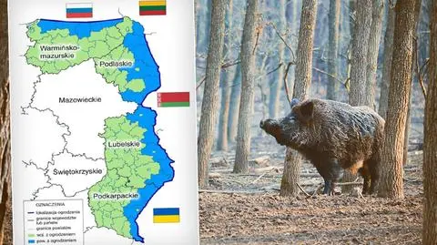 Budowa płotu przed dzikami będzie kosztowała 161,4 mln zł - MRiRW