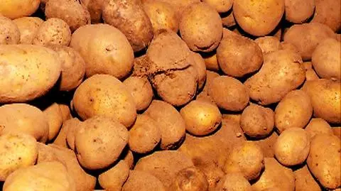 Ziemniaki z Unii nie wjadą do Rosji?