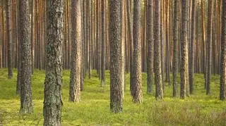 Zdaniem ministra środowiska po 1 maja Skarb Państwa, czyli Lasy Państwowe powinny mieć prawo pierwokupu prywatnych gruntów leśnych
