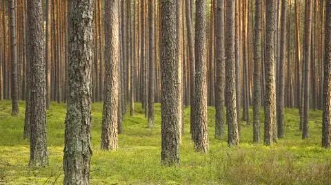 "Lasy Państwowe powinny mieć prawo pierwokupu lasów"
