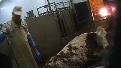 Mięso z chorych krów z Polski. Reakcja KE