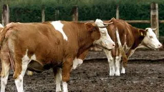 Zanieczyszczenia azotanem pochodzą głównie z obornika i gnojówki, które powinny być tak składowane, by nie przedostawały się do gleby