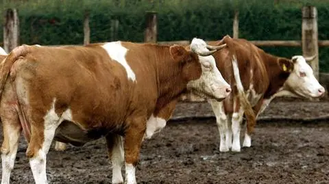 ARiMR: od 10 lutego nabór na dotacje do inwestycji OSN