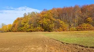 Agencja Nieruchomości Rolnych wznawia przetargi ograniczone i nieograniczone na dzierżawę gruntów