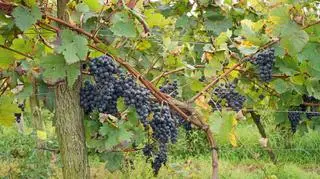 Od 7 do 12 ton z hektara zebrali w tym roku właściciele winnic na Podkarpaciu