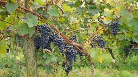 Urodzajne winobranie na Podkarpaciu