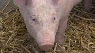 Świnie też słuchają Mozarta