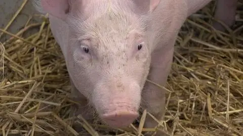 Polska wolna od klasycznego pomoru świń