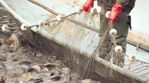 FAO alarmuje, że co trzecia złowiona ryba nie trafia na stoły