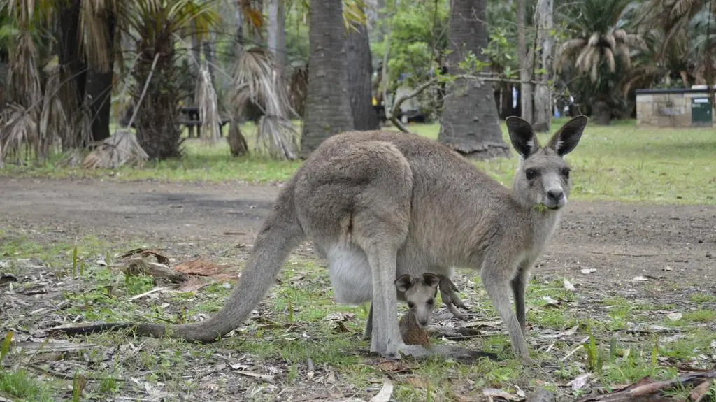 Kangury, koale i rafa koralowa