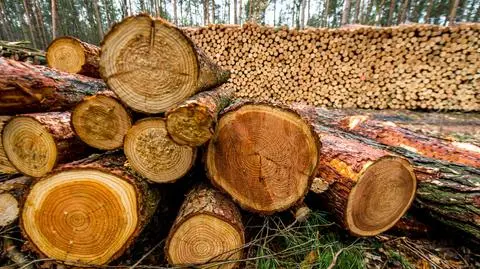 Sejm o nowelizacji przepisów w sprawie wycinki drzew