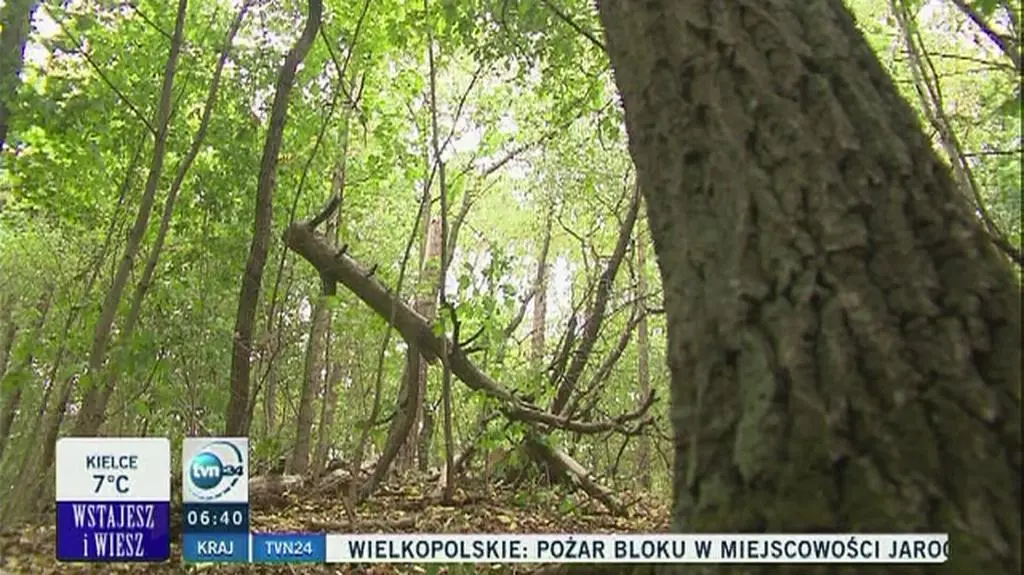 Wykup lasów przez Lasy Państwowe