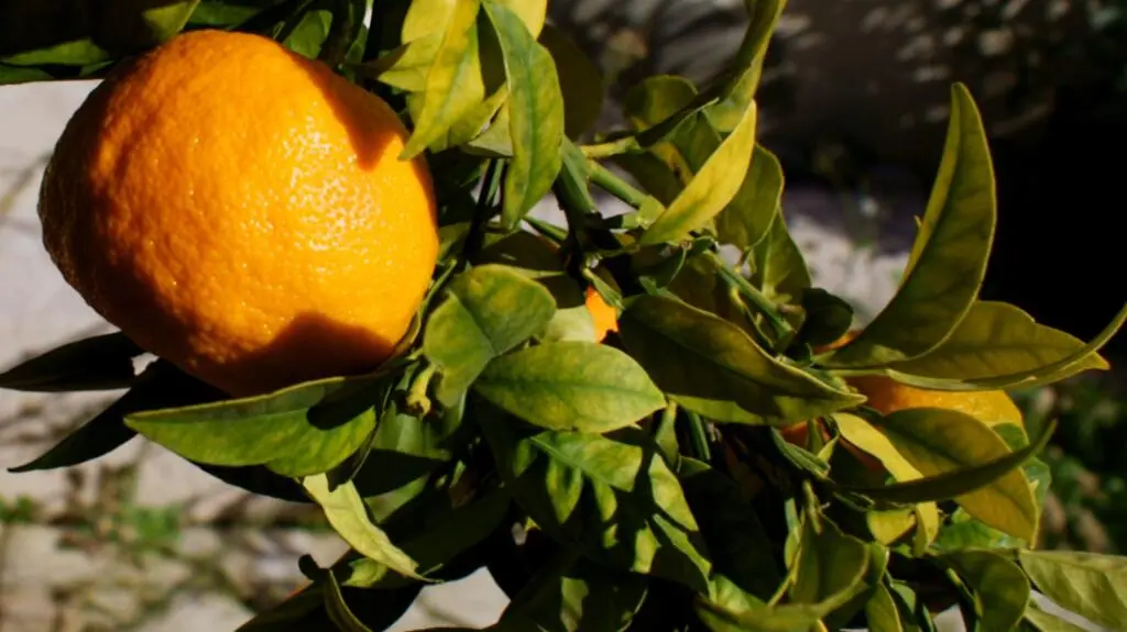 Z plecakiem przez Cypr