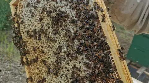 Zniszczone ule w Łubiu