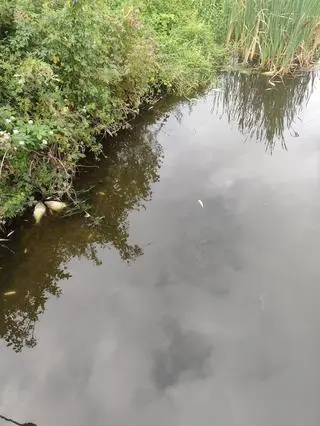 Śnięte ryby w Kanale Gliwickim