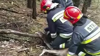 Daniel zaplątał się w dywanie, zwierzę uwolnili strażacy