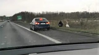 Policjanci przenieśli łabędzia z drogi