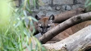 Puma Nubia w śląskim zoo