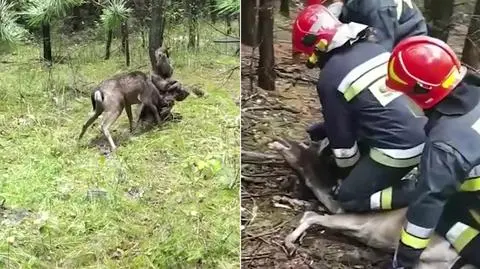 Daniel zaplątał się w dywan, uwolnili go strażacy