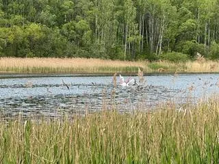 Śmigłowiec w wodzie w Rogoźniku