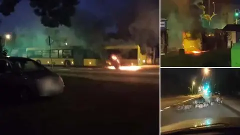 Wataha dzików przebiegła obok płonącego na drodze autobusu