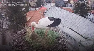 Dziedzic remontuje gniazdo w Przygodzicach, 2 kwietnia
