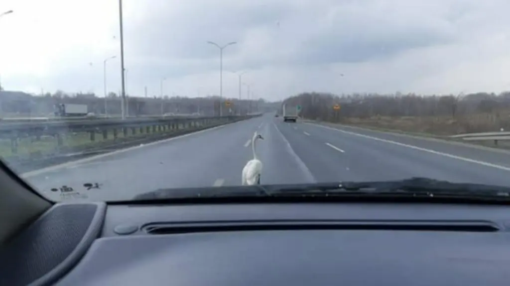 Łabędź nie chciał zejść z drogi