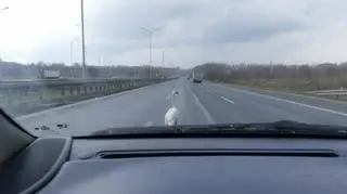 Łabędź nie chciał zejść z drogi