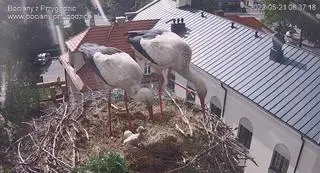 Dziedzic i Przygoda z potomkiem, 21 maja