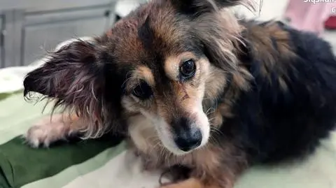 Zakrwawiony pies skomlał pod wanną. Podejrzany o znęcanie się nad zwierzęciem trafił do aresztu