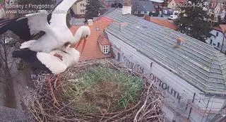 Dziedzic i Przygoda, 8 kwietnia