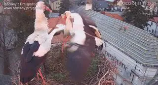 Walka o gniazdo w Przygodzicach, 11 kwietnia