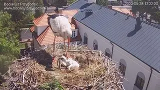 Dziedzic sam pilnuje i karmi potomka, 28 maja