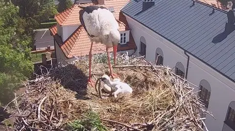 Dziedzic sam pilnuje i karmi potomka, 28 maja