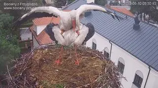 Nowa para w gnieździe w Przygodzicach, 10 czerwca